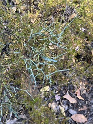 Prickly Bitter-pea (Daviesia horrida)