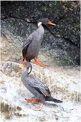 Poikilocarbo gaimardi