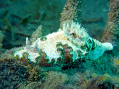 Glossodoris cincta