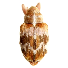 Lignyodes autumnalis