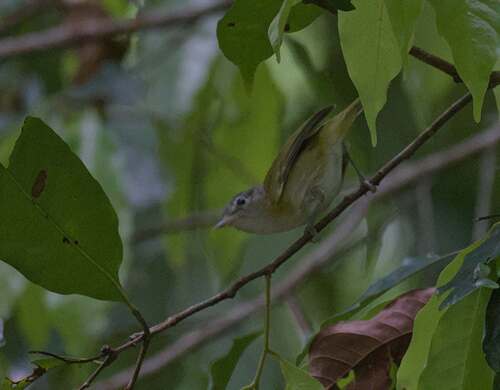 Lesser Greenlet (Pachysylvia decurtata), photo 9