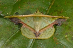 Fascellina plagiata