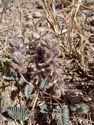 San Pedro False Prairie-Clover (Marina calycosa)