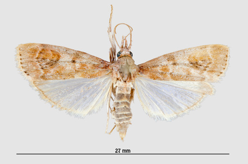 Pempelia strophocomma