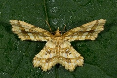 Fritillerinnys clathraria