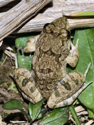Hong Kong Rice-paddy Frog