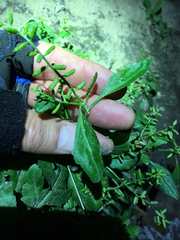 Rorippa sessiliflora