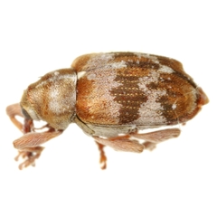 Lignyodes autumnalis