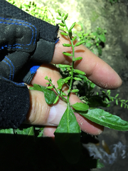 Rorippa sessiliflora