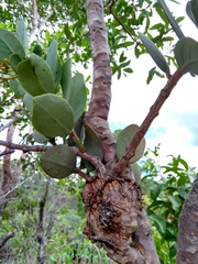 Psittacanthus biternatus