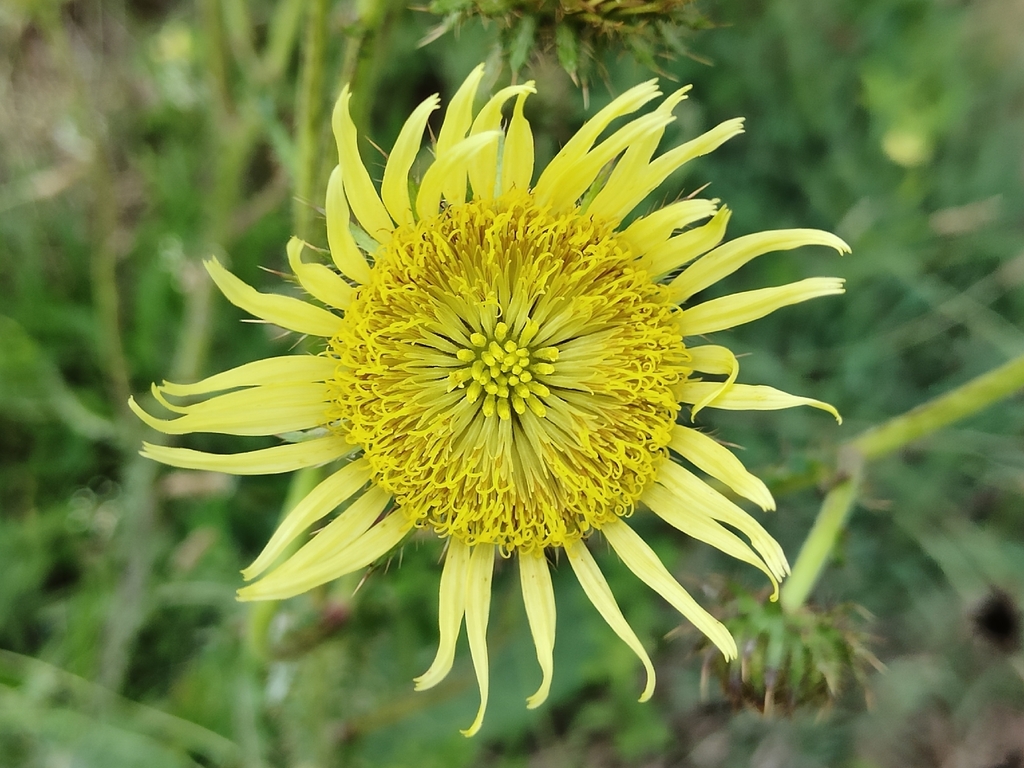 Berkheya radula; photograph (c) Stefan Wolmarans, some rights reserved (CC BY)