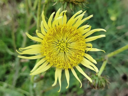 Rasp African Thistle (Berkheya radula)