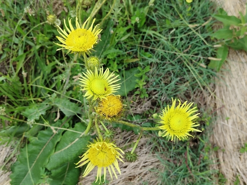 Berkheya radula, photograph 5