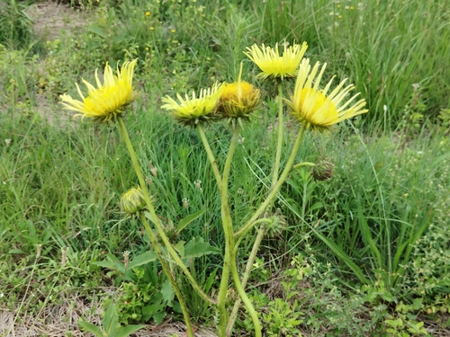 Berkheya radula, photograph 6
