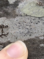 Opegrapha
