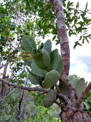 Psittacanthus biternatus