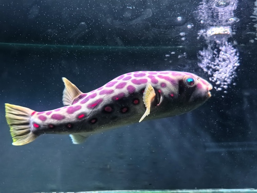 Cross River puffer (Tetraodon pustulatus) — Tetraodontidae — 4