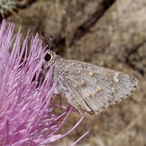 Atrytonopsis edwardsi