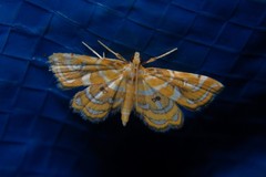 Musotiminae