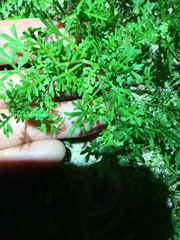 Bifora americana