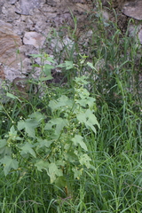 Kearnemalvastrum lacteum