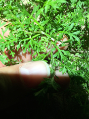 Bifora americana
