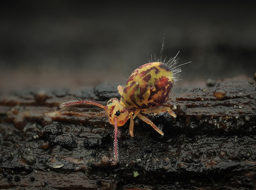 Dicyrtomina ornata, photo 2 of 10