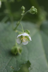 Kearnemalvastrum lacteum