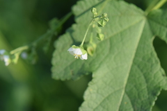 Kearnemalvastrum lacteum