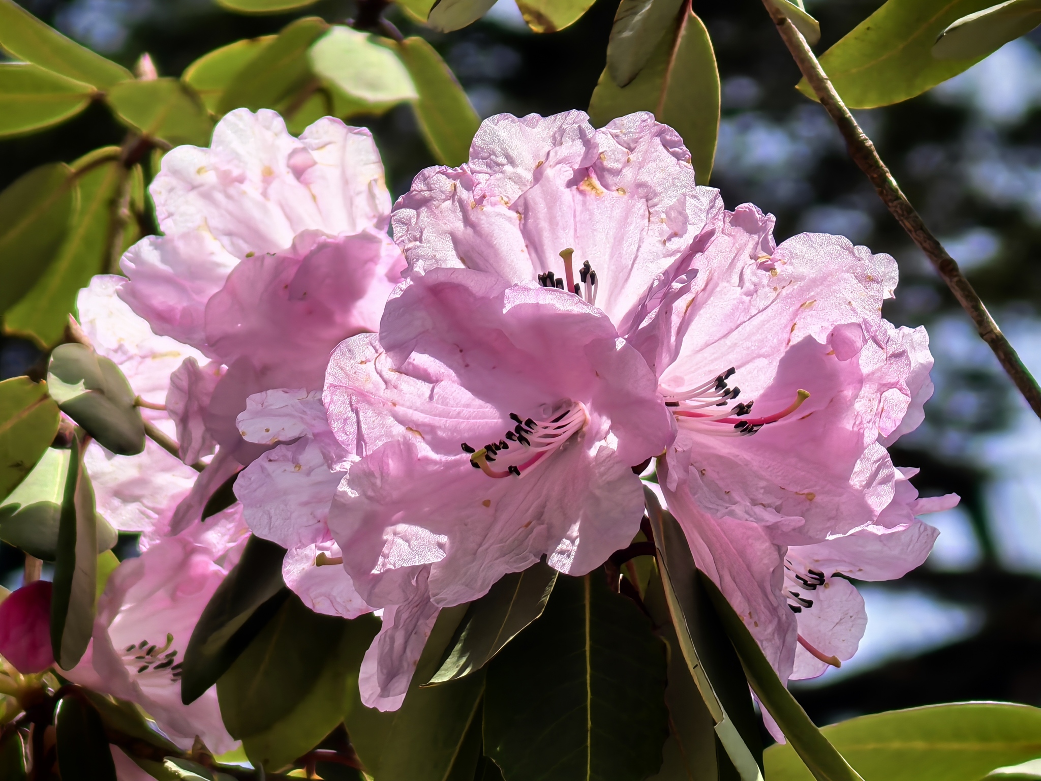 Rhododendron oreodoxa  iNaturalist