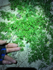 Bifora americana