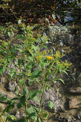Verbesina hidalgoana
