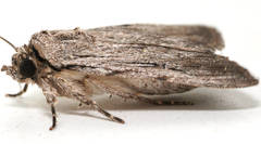 Ectopatria paurogramma