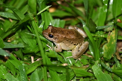 Leptodactylus colombiensis