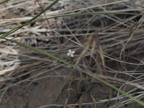 Diffuse Groundsmoke (Gayophytum diffusum)