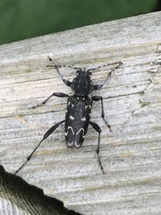 Xylotrechus rusticus