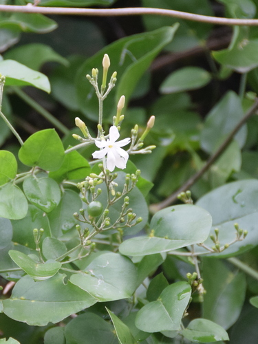 Jasminum fluminense