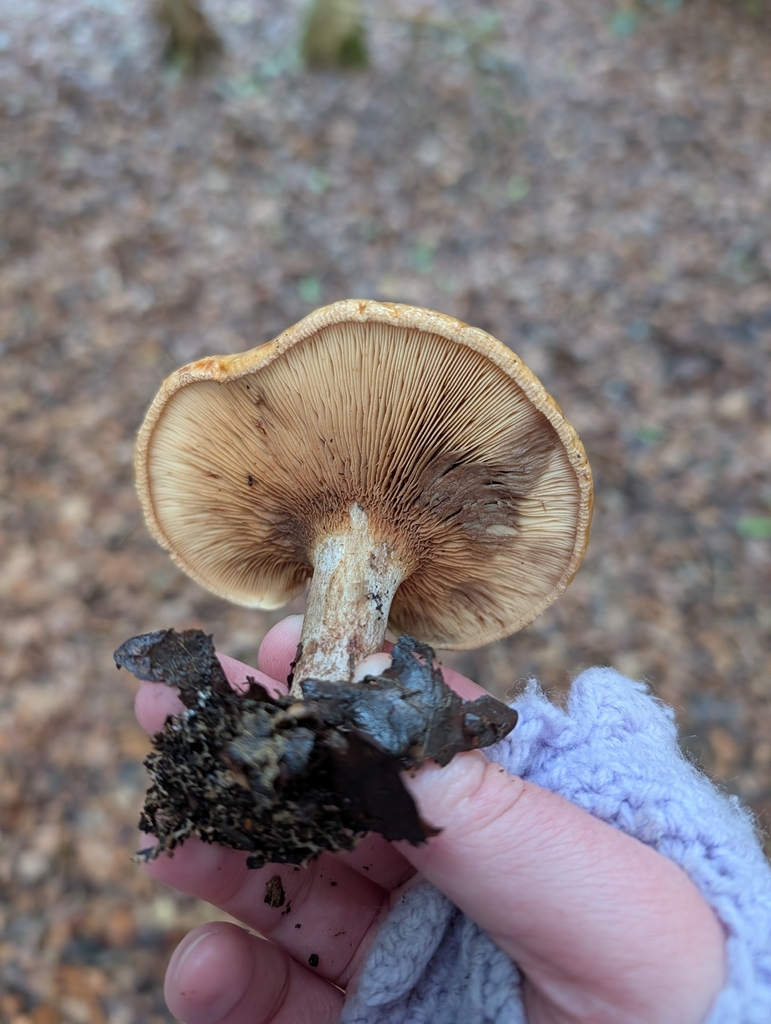 Paxillus involutus · December 2025 · photo: © heather-hyfae (iNaturalist, cc-by)