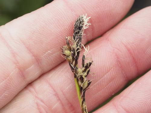northwestern sedge (Carex concinnoides)