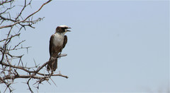 Eurocephalus anguitimens