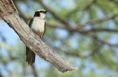 Eurocephalus anguitimens