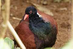 Pheasant Pigeon photo 2