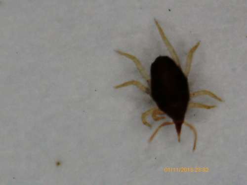 Bdellidae