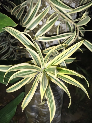Dracaena reflexa