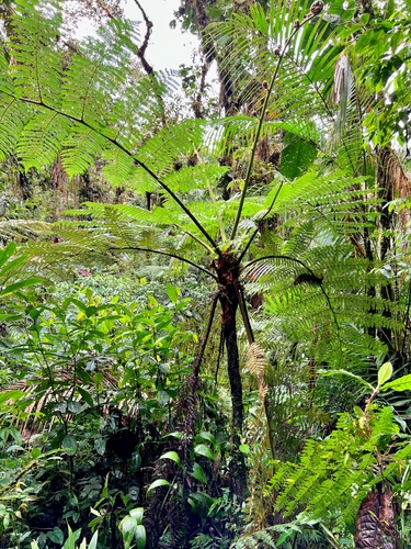 Cyathea pallescens