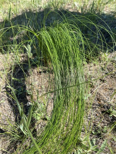 Stipa tirsa, photograph 6