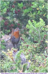 Scelorchilus rubecula