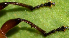 Ecnolagria rufescens