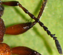 Ecnolagria rufescens
