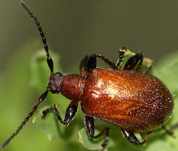 Ecnolagria rufescens from Lobethal Bushland Park on November 27, 2011 ...